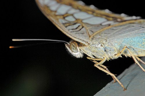 Насекомые 001