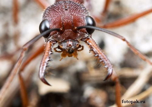 Насекомые 002