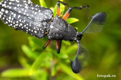 Насекомые 004