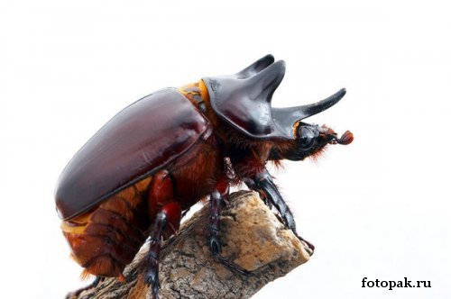 Насекомые 005