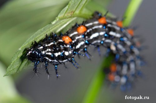 Насекомые 007