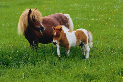 животные 006