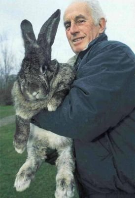 животные 013