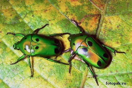 Насекомые 014