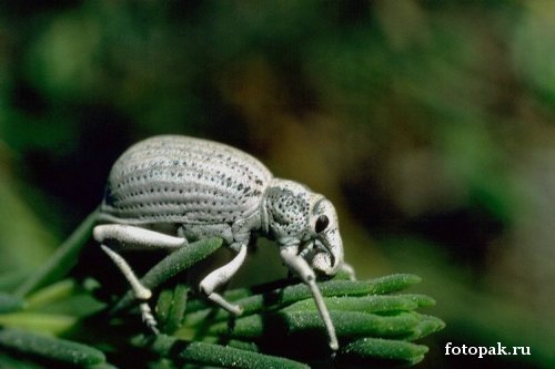 Насекомые 016