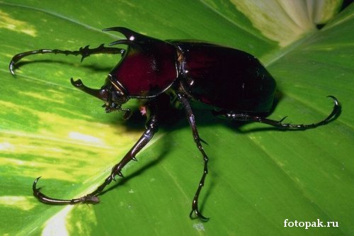 Насекомые 018