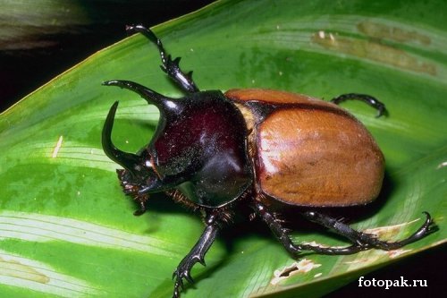 Насекомые 017