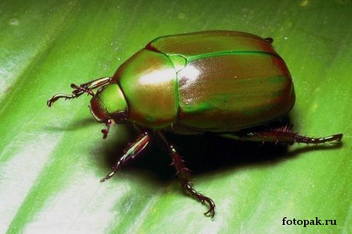 Насекомые 019