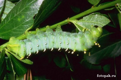 Насекомые 020