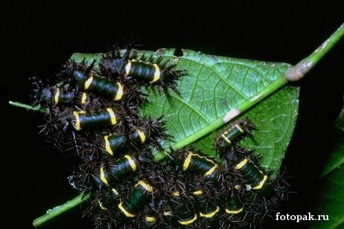 Насекомые 024