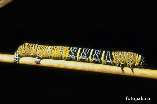 Насекомые 025