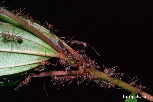 Насекомые 026