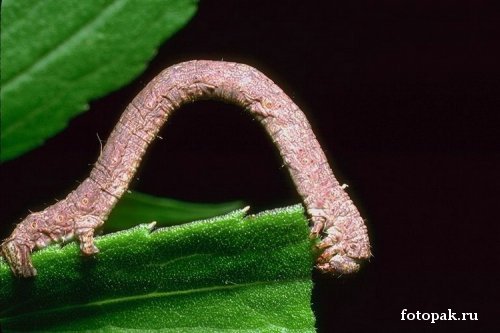 Насекомые 027