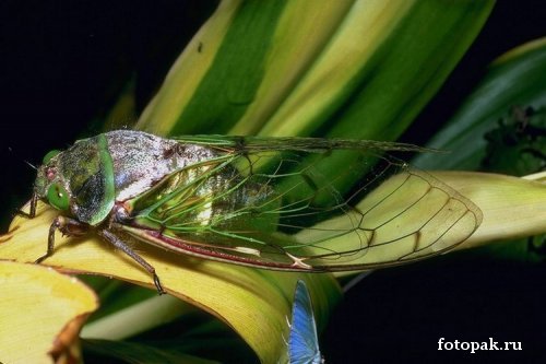 Насекомые 028
