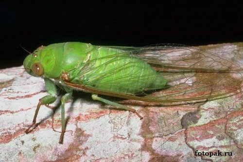 Насекомые 029