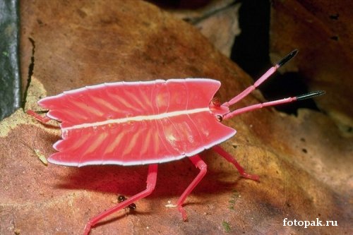 Насекомые 030