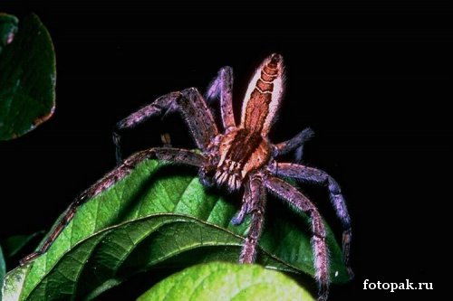 Насекомые 031