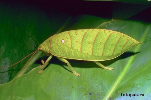 Насекомые 036