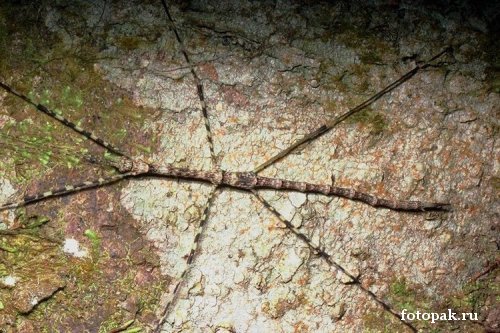 Насекомые 037