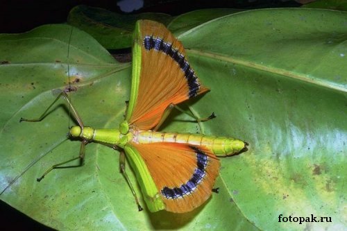 Насекомые 039