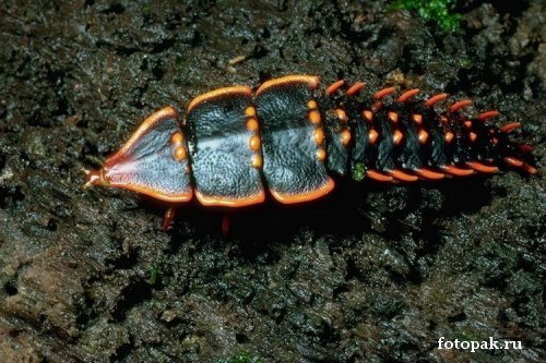 Насекомые 040