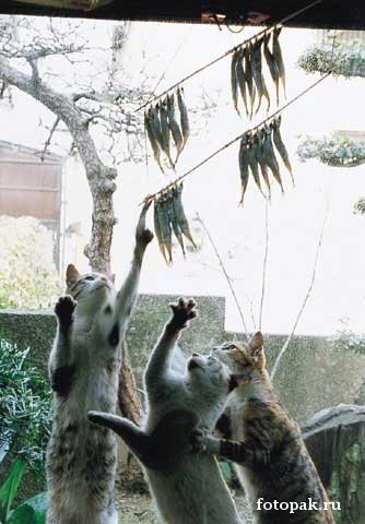 животные 015