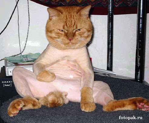 животные 016