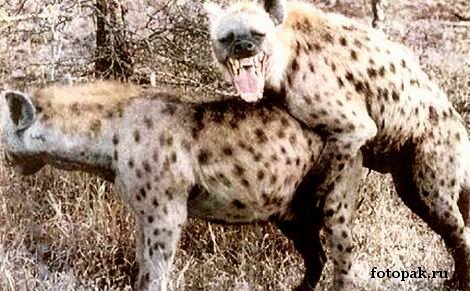 животные 020