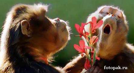 животные 021