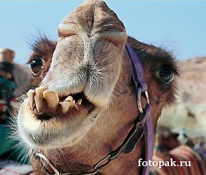 животные 023