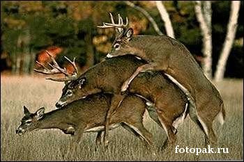 животные 024