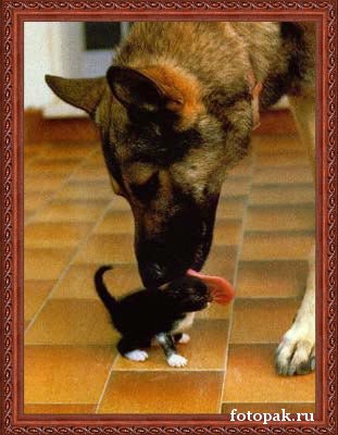 животные 025