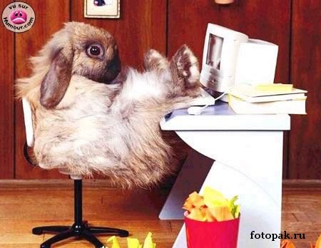 животные 026