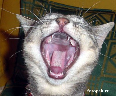 животные 027