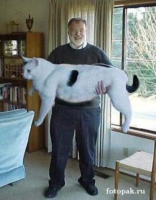 животные 030