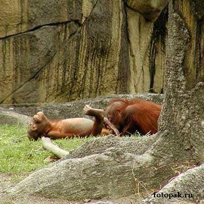 животные 036