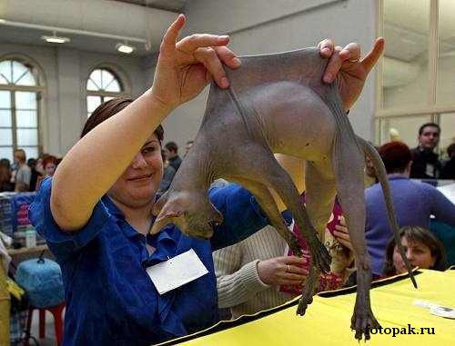 животные 037