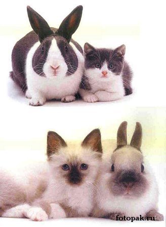 животные 039