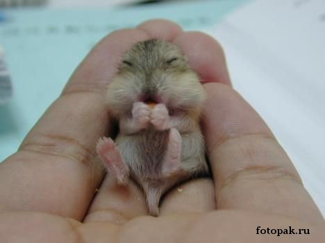 животные 041