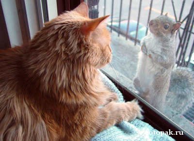 животные 044