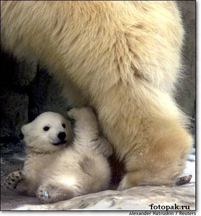 животные 045