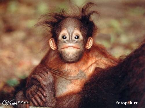 животные 048