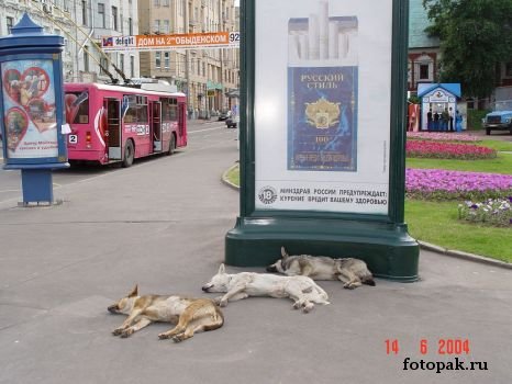 животные 054