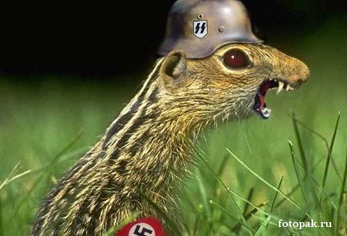 животные 056