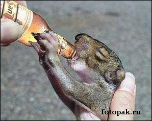 животные 053