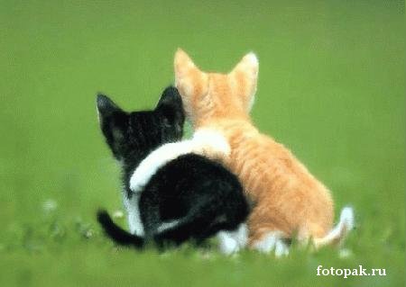 животные 057