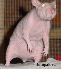 животные 059