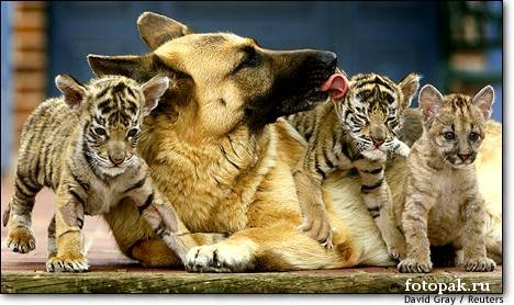 животные 060