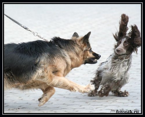 Я влюблён в ваши ушки