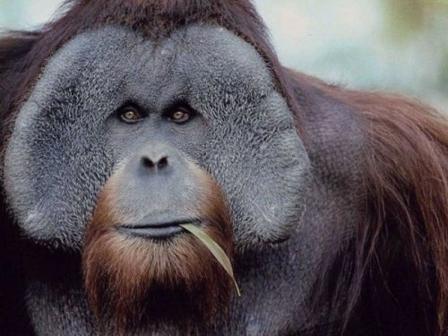 животные 002